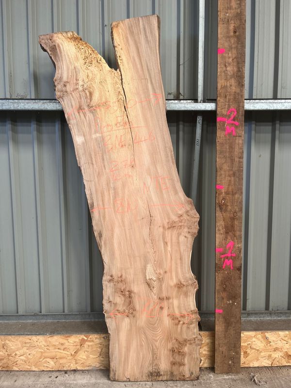 Elm kiln-dried wood slab — Live Edge Hardwoods