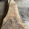 English walnut 