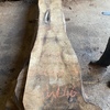 English walnut 