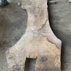 English walnut
