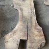English walnut