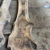 English walnut