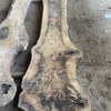 English walnut