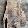 English walnut 