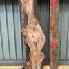 A burr elm board, suitable for high-quality furniture making, table tops, benches, kiln-dried, with waney edge