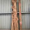 Burr Elm Board suitable for high-quality furniture making, table tops, benches, kiln-dried, waney edge