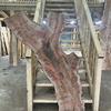 Burr Elm board, suitable for high-quality furniture making, table tops, benches, kiln-dried, waney edge