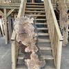 Burr Oak board, suitable for high-quality furniture making, table tops, benches, kiln-dried, waney edge